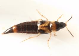 Attēlu rezultāti vaicājumam “Tachyporus sp.”