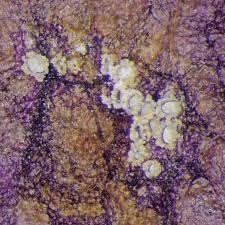 Attēlu rezultāti vaicājumam “Pucciniales”