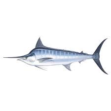 Image result for Makaira mazara