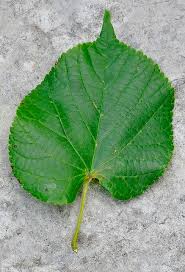 Attēlu rezultāti vaicājumam “Tilia platyphyllos subsp. platyphyllos”