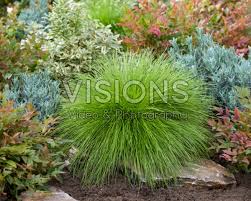 Attēlu rezultāti vaicājumam “Deschampsia flexuosa”