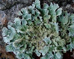 Attēlu rezultāti vaicājumam “Parmelia sulcata”