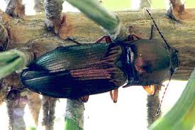 Attēlu rezultāti vaicājumam “Selatosomus aeneus”