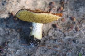 Attēlu rezultāti vaicājumam “Suillus granulatus”