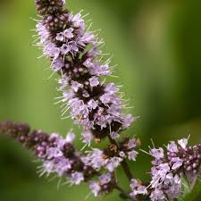 Attēlu rezultāti vaicājumam “Mentha spicata flower”