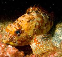 Image result for Sebastes