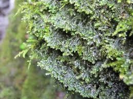 Attēlu rezultāti vaicājumam “Frullania fragilifolia macro”