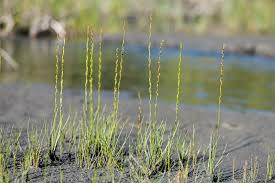 Attēlu rezultāti vaicājumam “Triglochin palustre”
