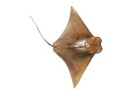 Image result for Rhinoptera brasiliensis