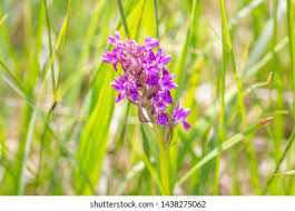 Attēlu rezultāti vaicājumam “Dactylorhiza russowii leaf”