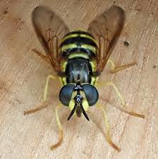 Attēlu rezultāti vaicājumam “Chrysotoxum sp.”