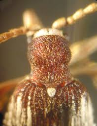 Attēlu rezultāti vaicājumam “Ptinus sp.”