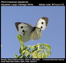 Attēlu rezultāti vaicājumam “Pieris brassicae female”