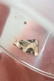 Attēlu rezultāti vaicājumam “Pseudeustrotia candidula”