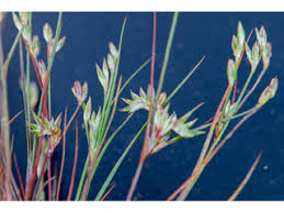 Attēlu rezultāti vaicājumam “Juncus bufonius bud”