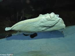 Image result for Scophthalmus maximus