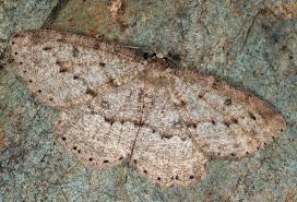 Attēlu rezultāti vaicājumam “Charissa ambiguata”