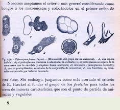 Attēlu rezultāti vaicājumam “myxomicetes”
