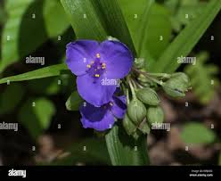 Attēlu rezultāti vaicājumam “Tradescantia virginiana flower”
