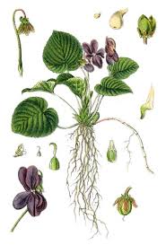 Attēlu rezultāti vaicājumam “Viola hirta leaf”