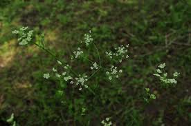 Image result for Carum carvi