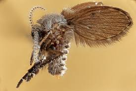 Attēlu rezultāti vaicājumam “Psychodidae”