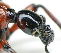 Attēlu rezultāti vaicājumam “Apoderus coryli”