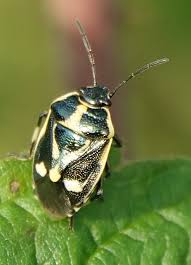 Attēlu rezultāti vaicājumam “Eurydema oleracea”