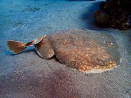 Image result for Torpedo torpedo