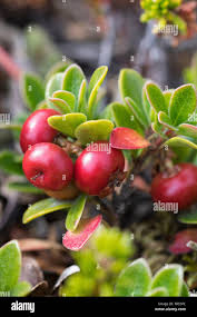 Attēlu rezultāti vaicājumam “Arctostaphylos uva-ursi fruit”