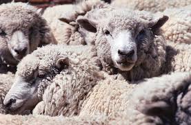 Attēlu rezultāti vaicājumam “Ovis aries”