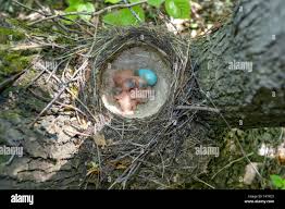 Attēlu rezultāti vaicājumam “Turdus philomelos nest”