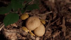 Attēlu rezultāti vaicājumam “Stemonitis fusca plasmodium”