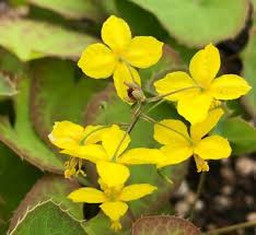 Attēlu rezultāti vaicājumam “Epimedium alpinum”