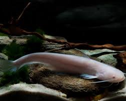 Image result for Silurus glanis