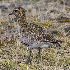 Attēlu rezultāti vaicājumam “Pluvialis apricaria adult”