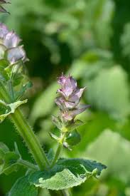 Attēlu rezultāti vaicājumam “Stachys officinalis bud”