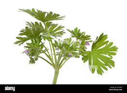 Attēlu rezultāti vaicājumam “Geranium pusillum leaf”