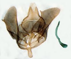 Attēlu rezultāti vaicājumam “Roeslerstammia erxlebella”