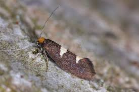 Attēlu rezultāti vaicājumam “Incurvariidae”