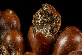 Attēlu rezultāti vaicājumam “Leocarpus fragilis spores”