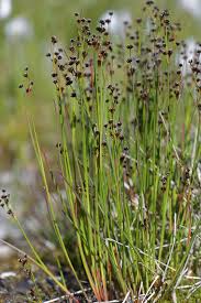 Attēlu rezultāti vaicājumam “Juncus alpinoarticulatus”