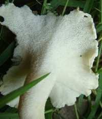 Attēlu rezultāti vaicājumam “Polyporus umbellatus”