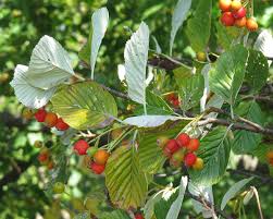 Attēlu rezultāti vaicājumam “Sorbus aria”