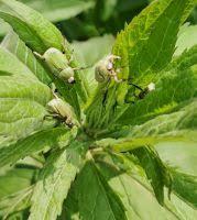 Attēlu rezultāti vaicājumam “Hoplia parvula”