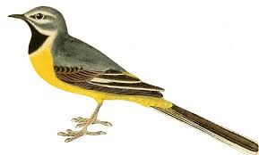 Attēlu rezultāti vaicājumam “Motacilla cinerea”