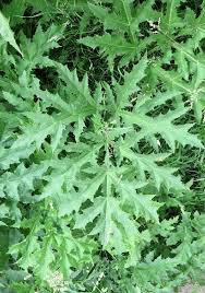 Attēlu rezultāti vaicājumam “Heracleum sosnowskyi leaf”