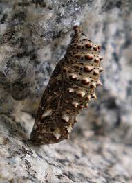 Attēlu rezultāti vaicājumam “Melitaea phoebe underside”