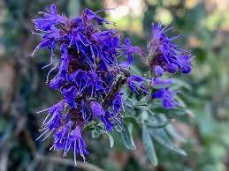 Image result for Ysop