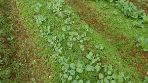 Attēlu rezultāti vaicājumam “Enteridium liceoides”